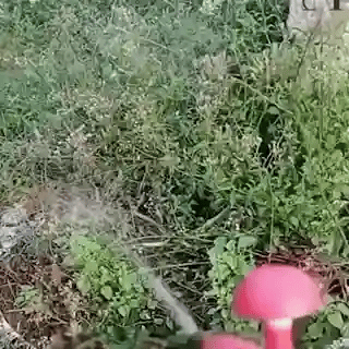 résultat du produit sur les mauvaises herbes