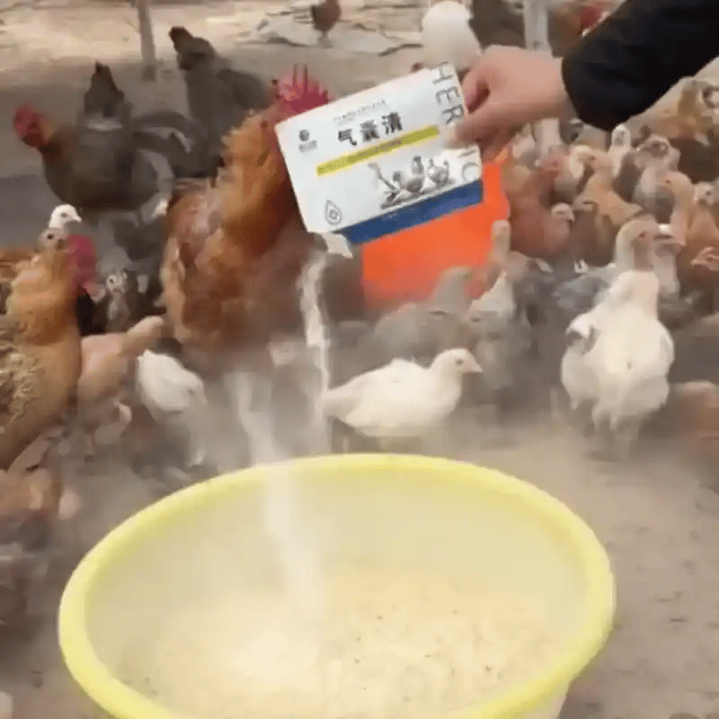 Additif pour oeufs avec des œufs et des volailles