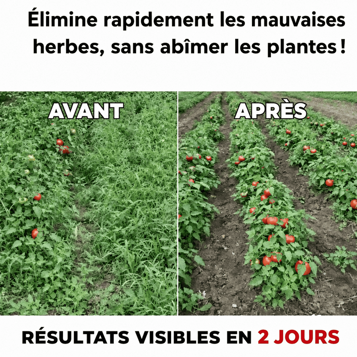 application ciblée de l’herbicide dans un jardin